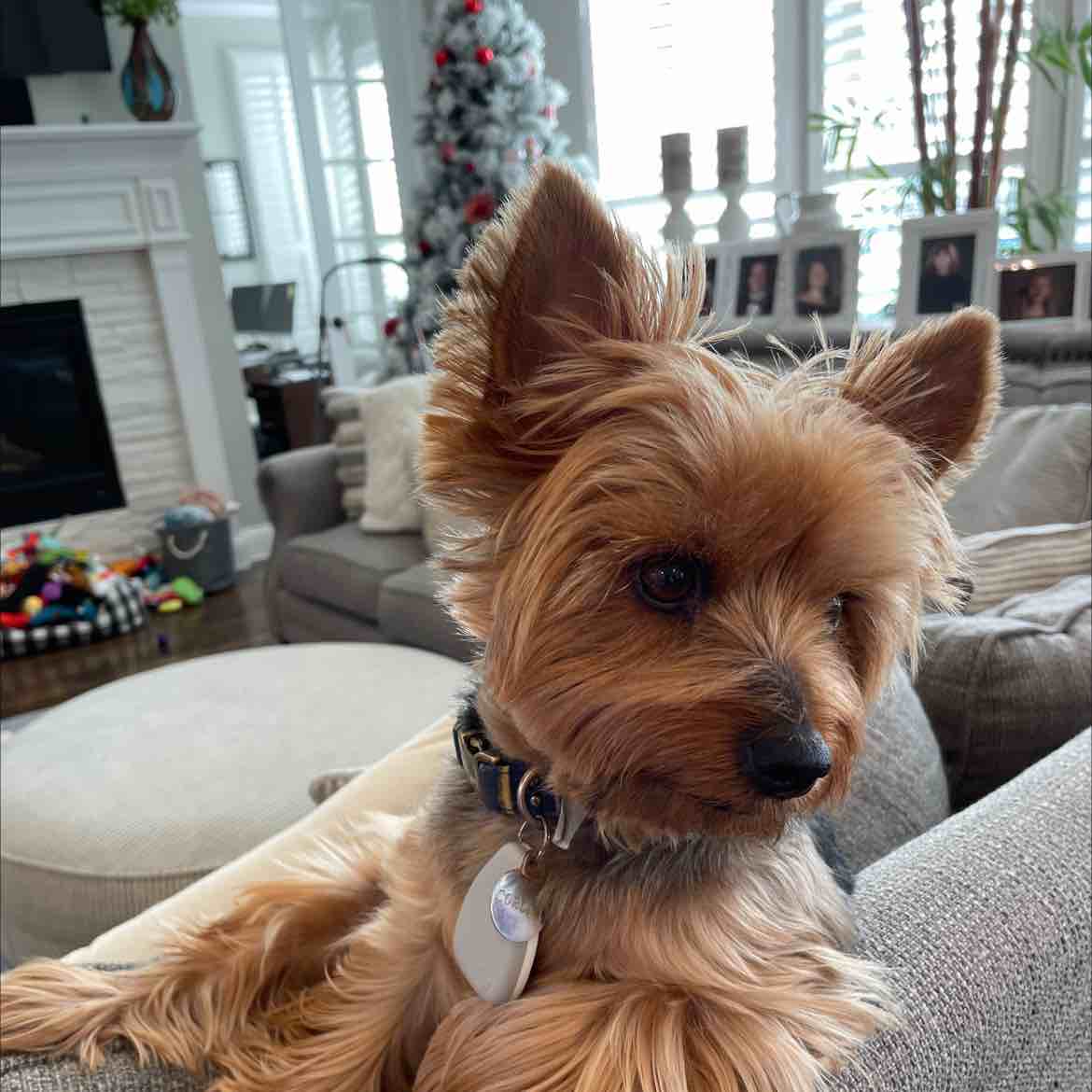 A picture of Corona Whitefield, a 5 years 6 months old Other dog.