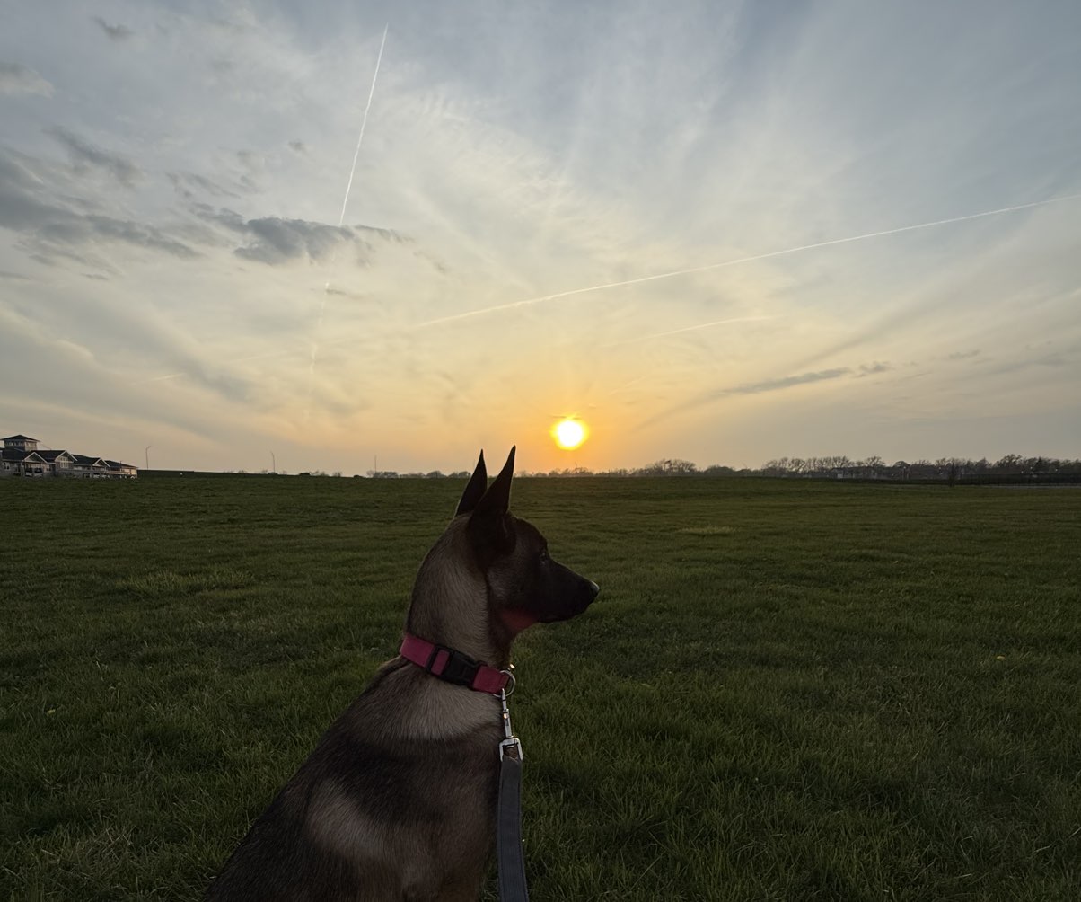 A picture of Vixen, a 8 months old Other Mix dog.