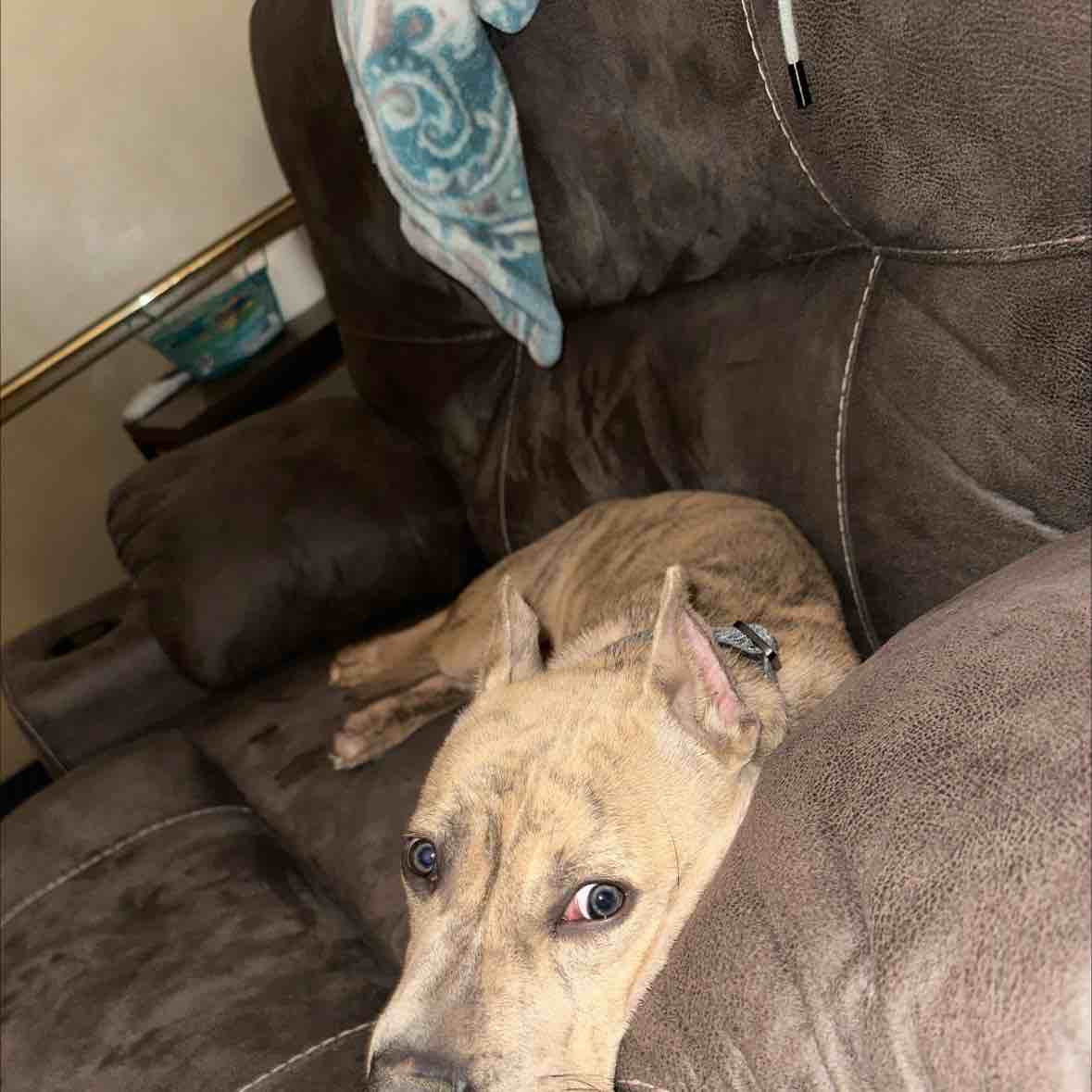 A picture of Gunnar, a 2 years 3 months old Other dog.