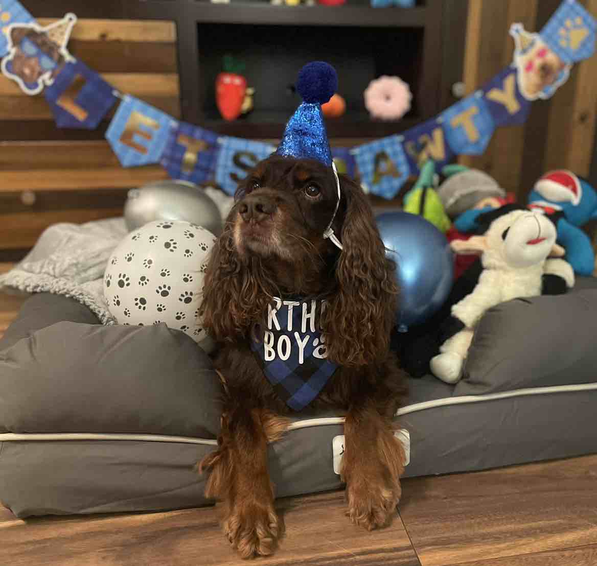 A picture of Snoop, a 10 years 11 months old Other dog.