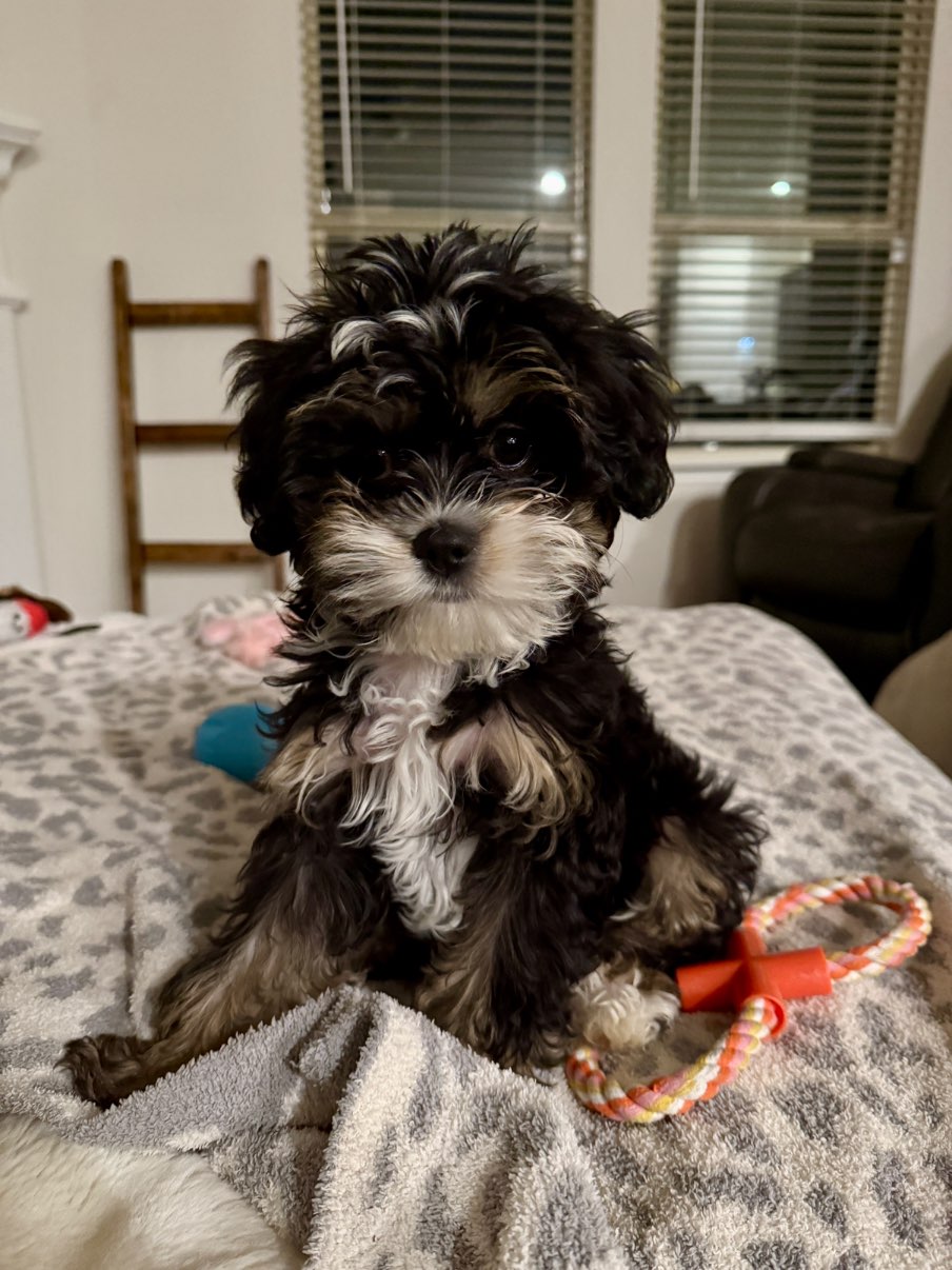A picture of Roxie, a 4 months old Other Mix dog.