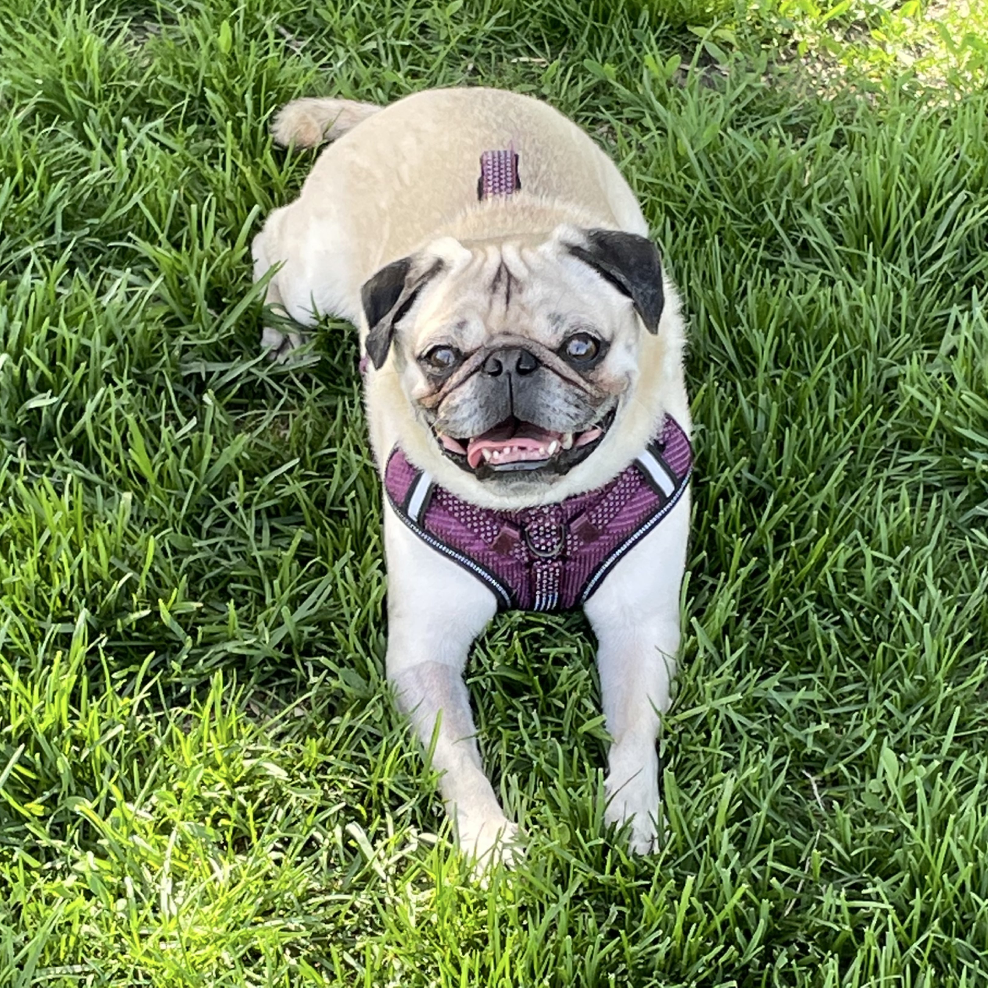 A picture of Finnegan, a 8 years old Other dog.