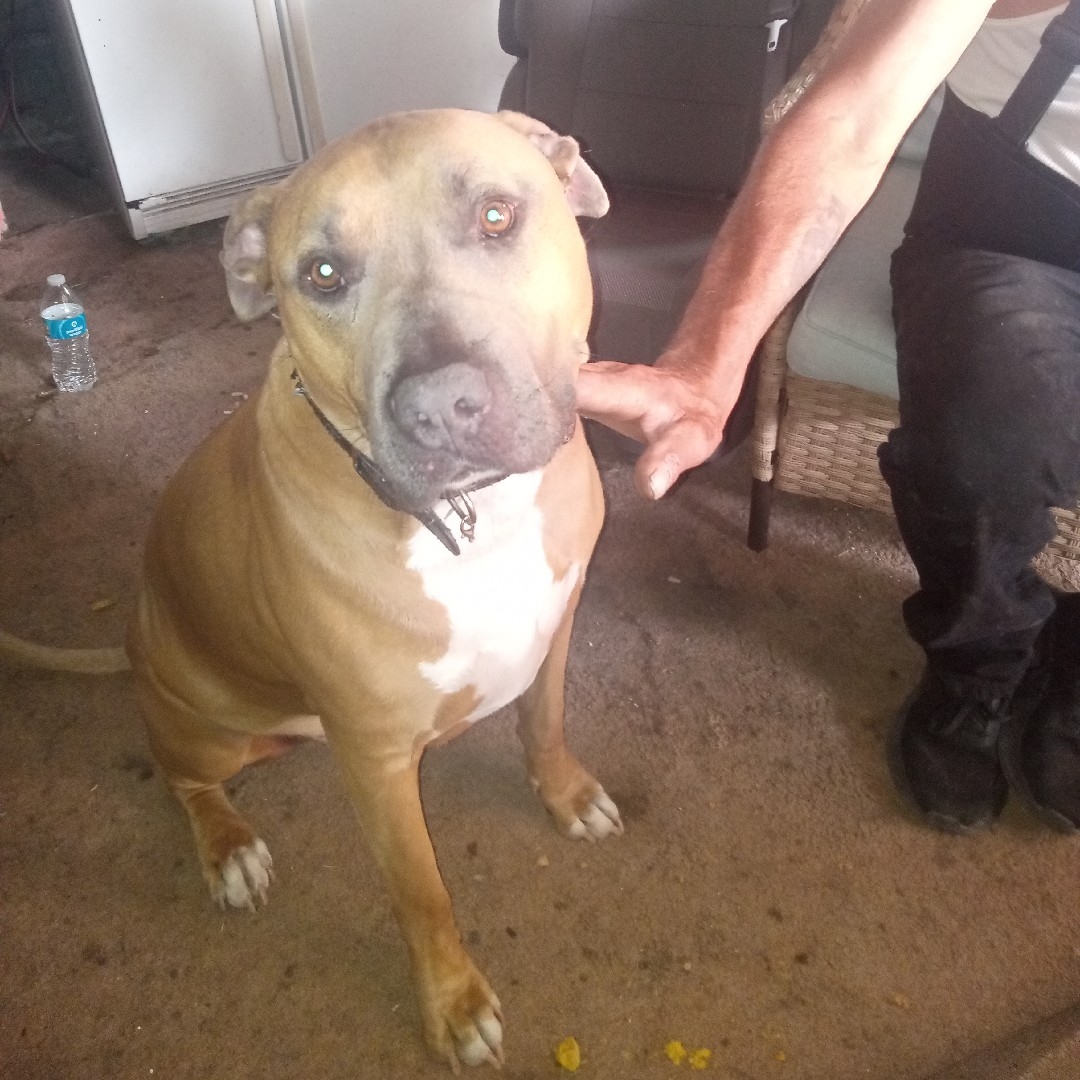 A picture of Denver, a 8 years 3 months old Other dog.