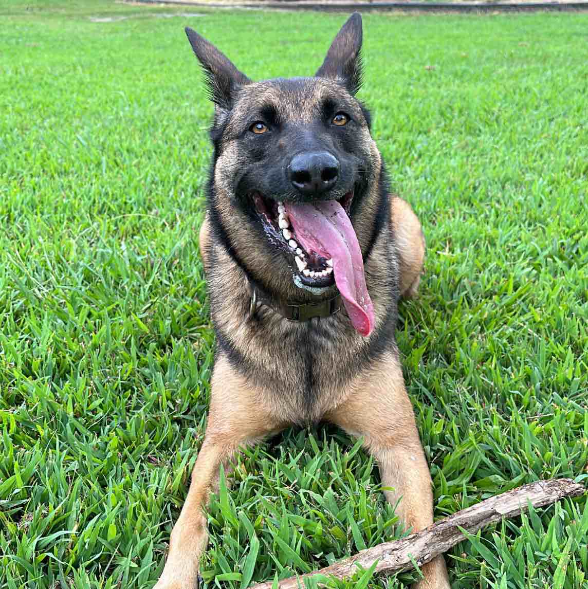 A picture of Milan, a 4 years 9 months old Other Mix dog.