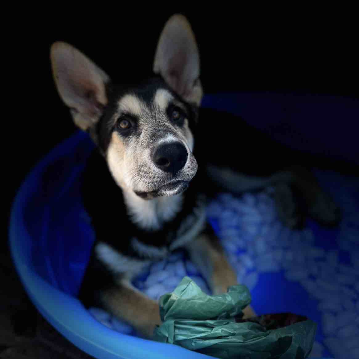 A picture of Conan, a 3 years 6 months old Other dog.