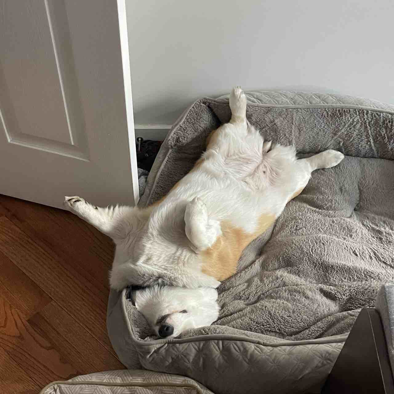 A picture of Harriet, a 5 years 11 months old Pembroke Welsh Corgi dog.