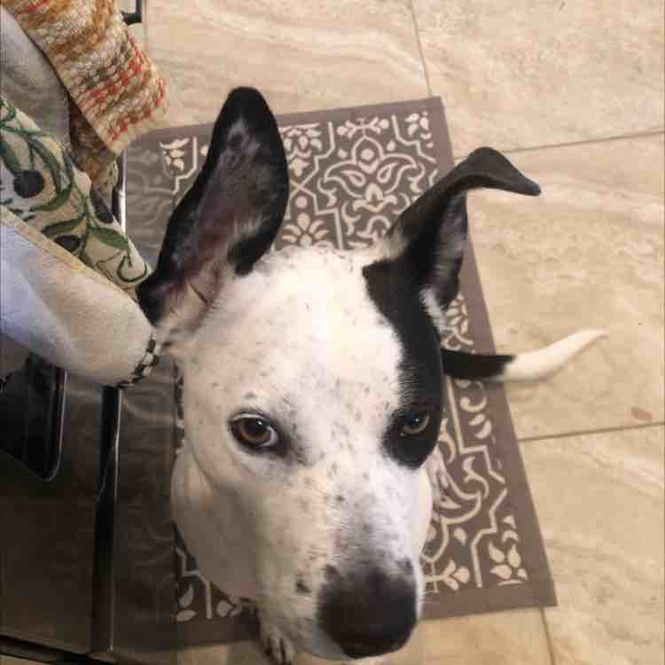 A picture of Piper, a 10 years 7 months old Other Mix dog.
