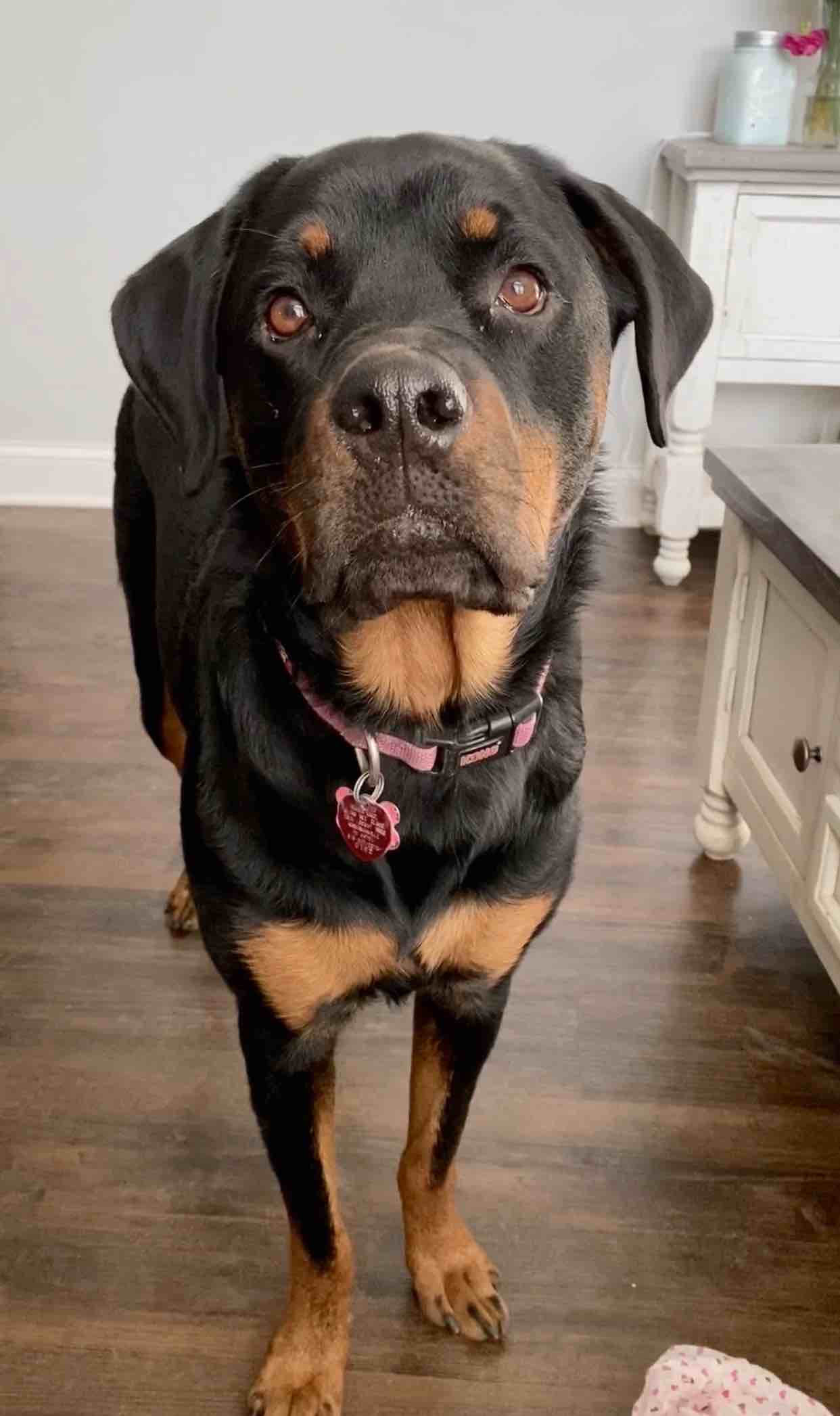 A picture of Diesel Mae, a 7 years 9 months old Other dog.