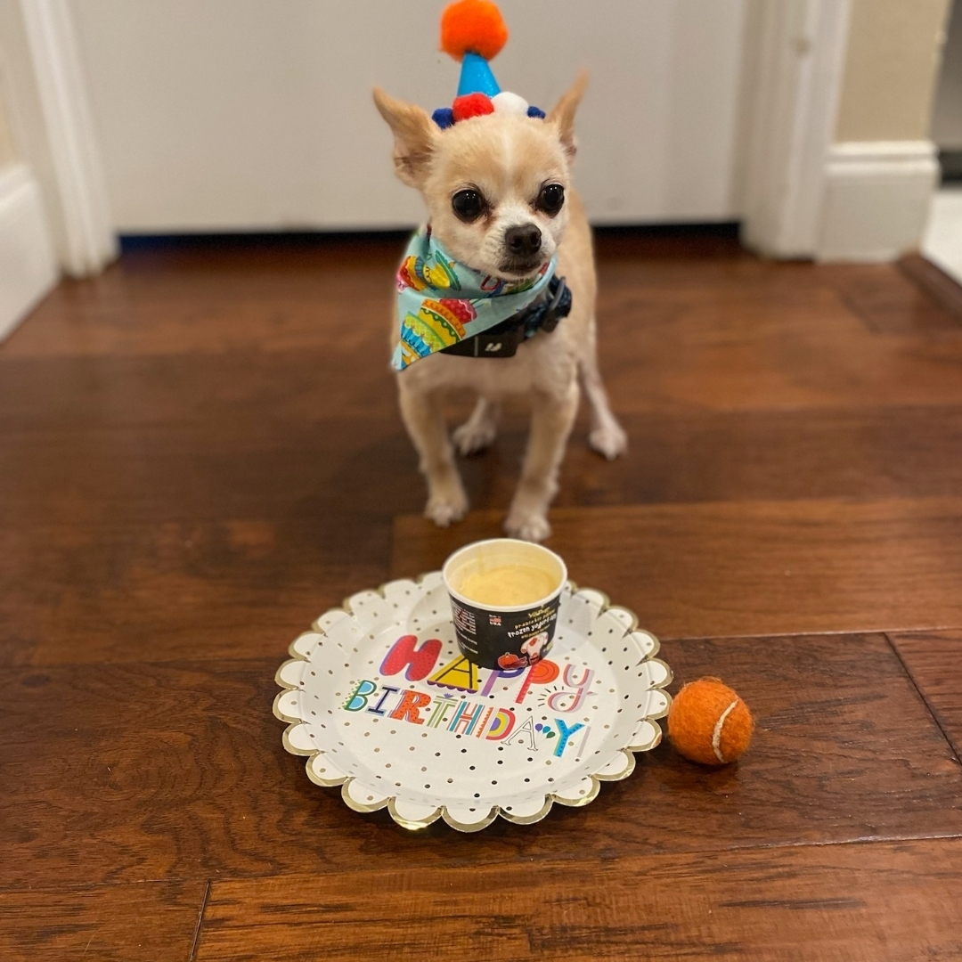 A picture of CJ, a 10 years old Other dog.