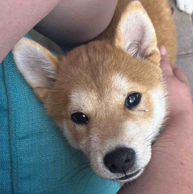 A picture of Ryujin, a 2 years 2 months old Other dog.