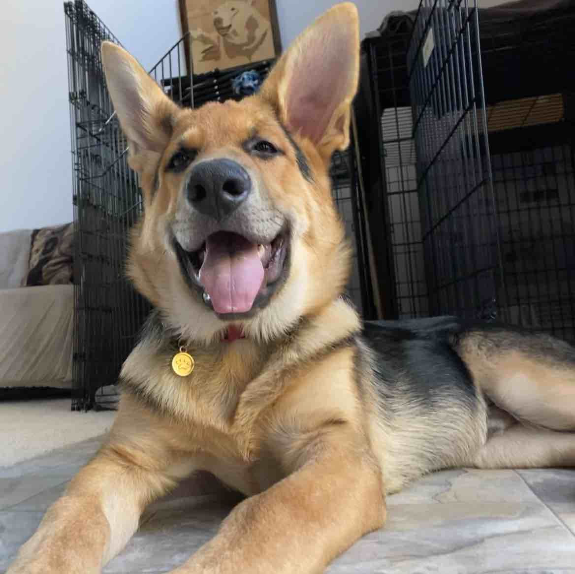 A picture of Macallan, a 5 years 1 month old Other dog.