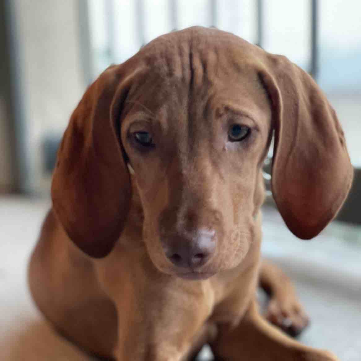A picture of Redneck Piper, a 4 years 3 months old Other dog.