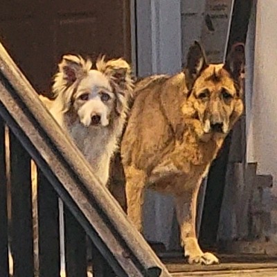 A picture of Brilla, a 14 years 2 months old Other dog.