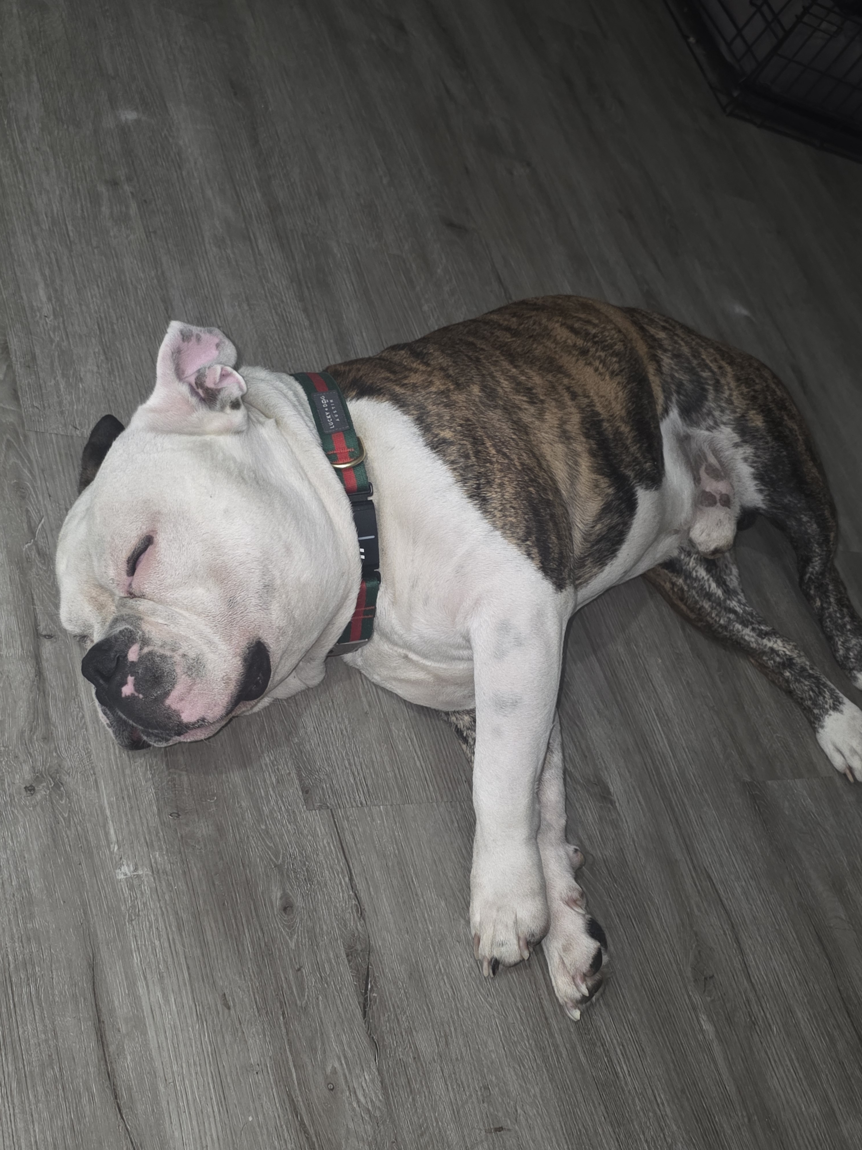 A picture of Pablo E$cobar, a 4 years 9 months old Other Mix dog.