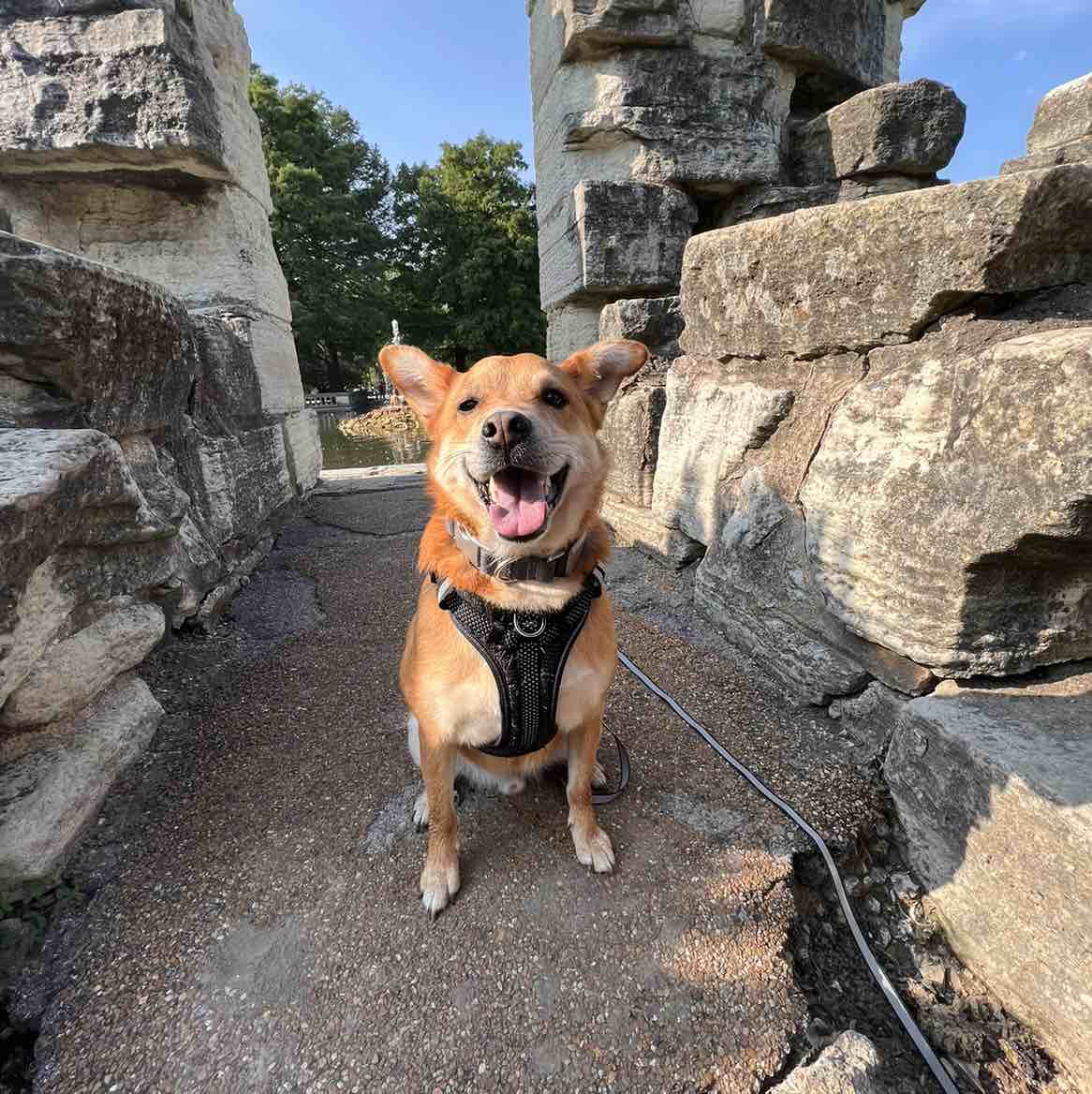 Dex | Fi Smart Dog Collar