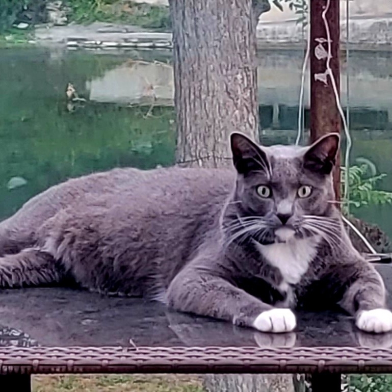 A picture of Boots the Cat, a 5 years 3 months old Other Mix dog.
