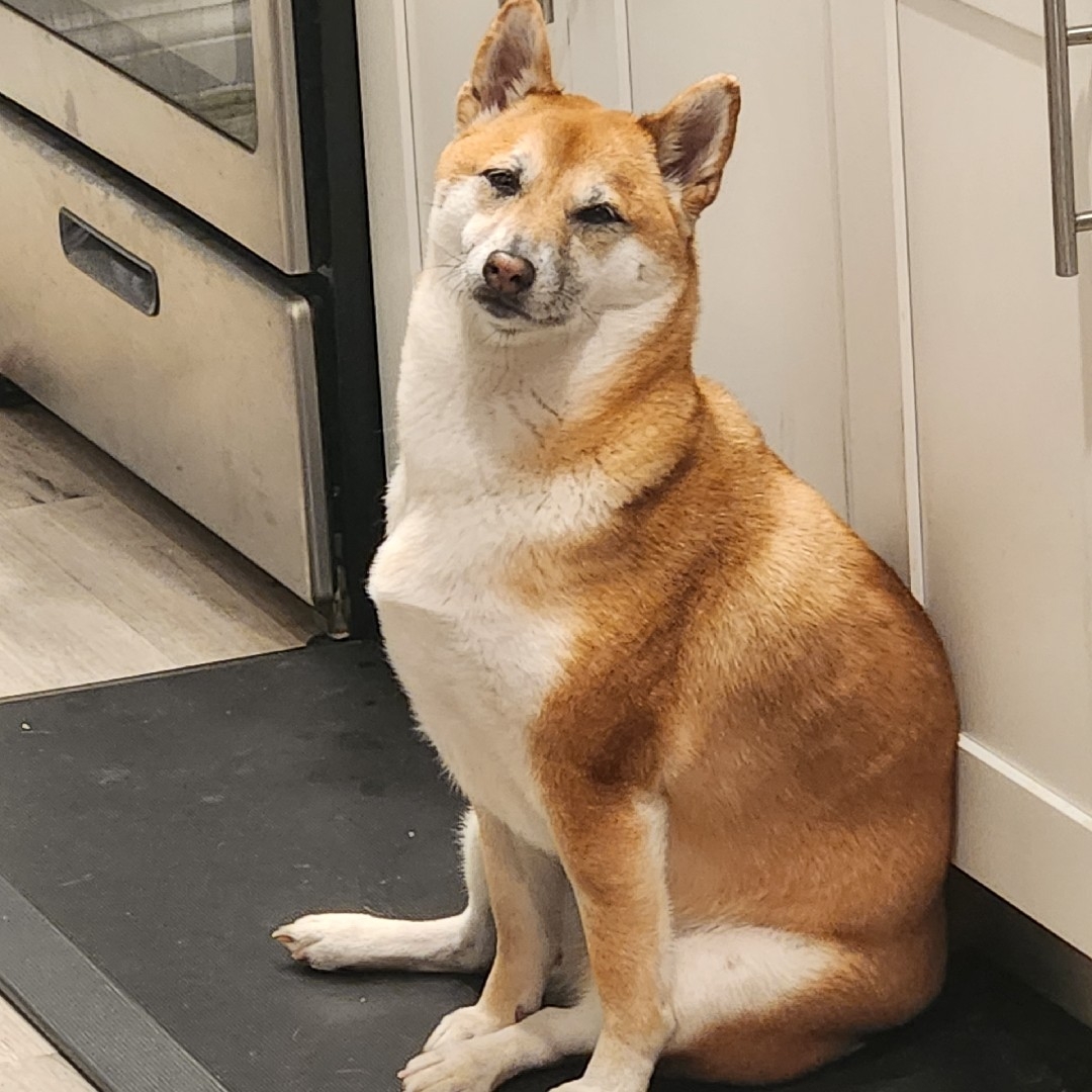 A picture of Layla, a 4 years 10 months old Other dog.
