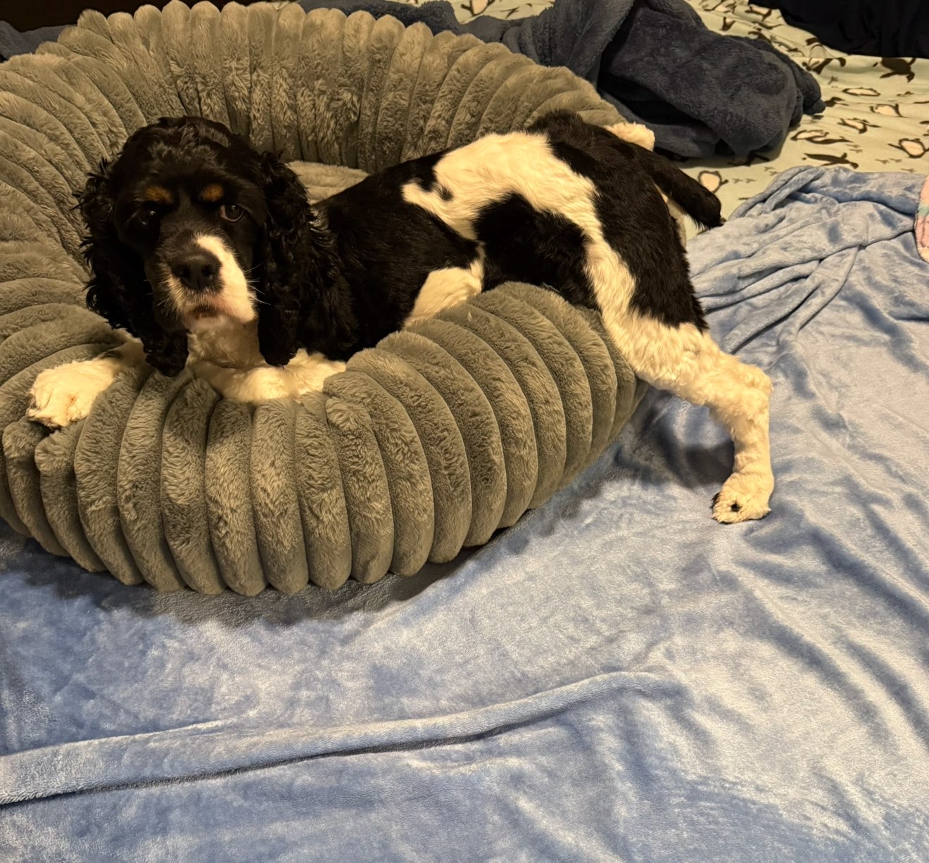 A picture of Oreo 🍪, a 2 years 9 months old Other dog.
