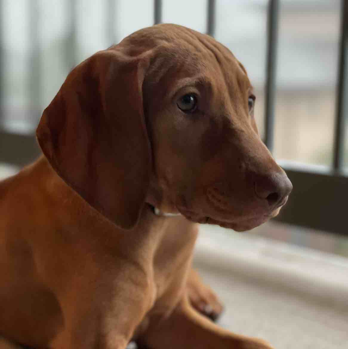A picture of Redneck Piper, a 4 years 3 months old Other dog.