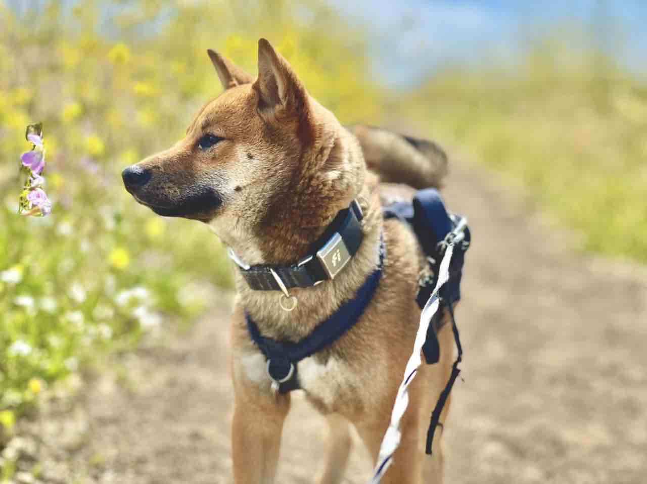 A picture of Ku, a 3 years 9 months old Other dog.