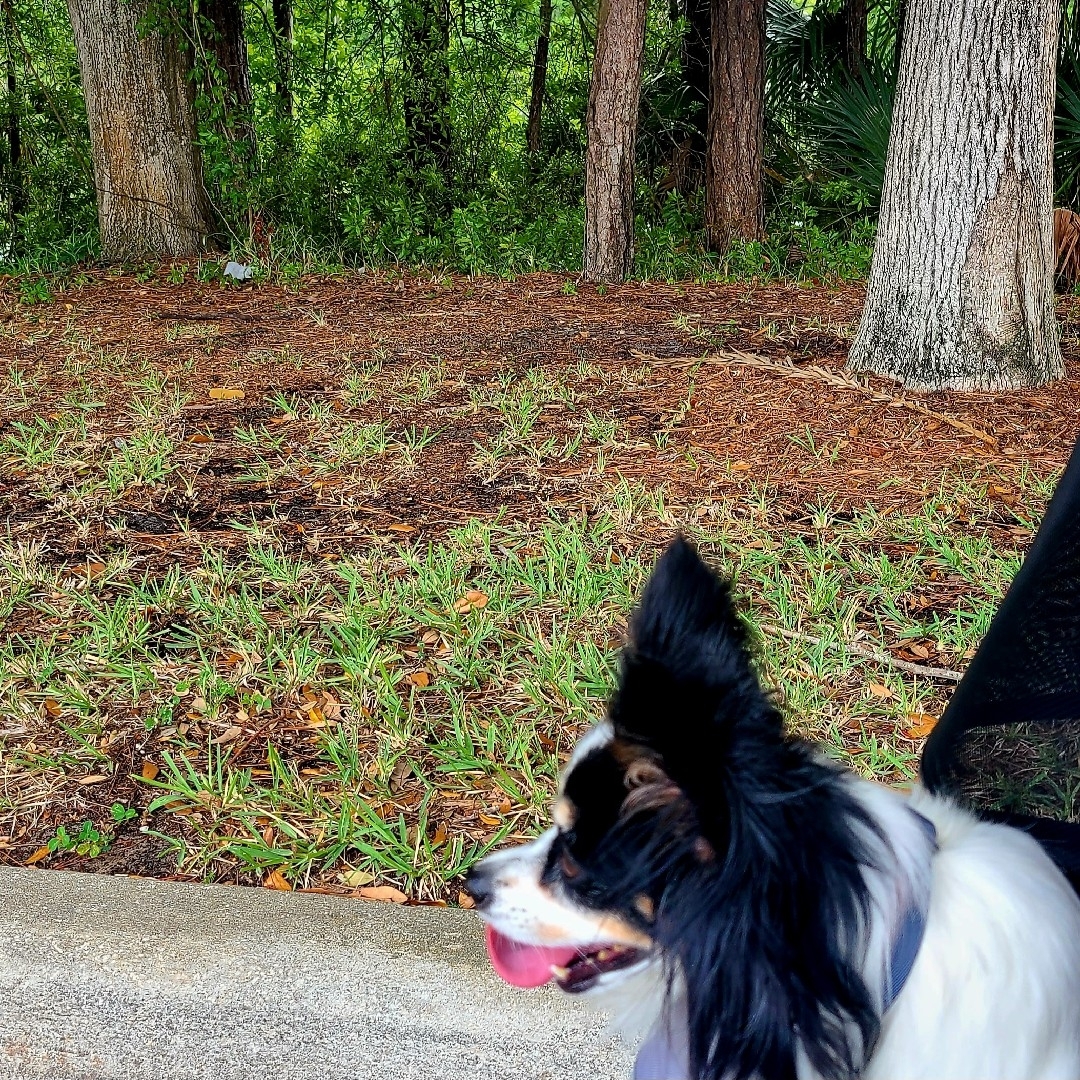 A picture of Genevieve, a 7 years 4 months old Other dog.