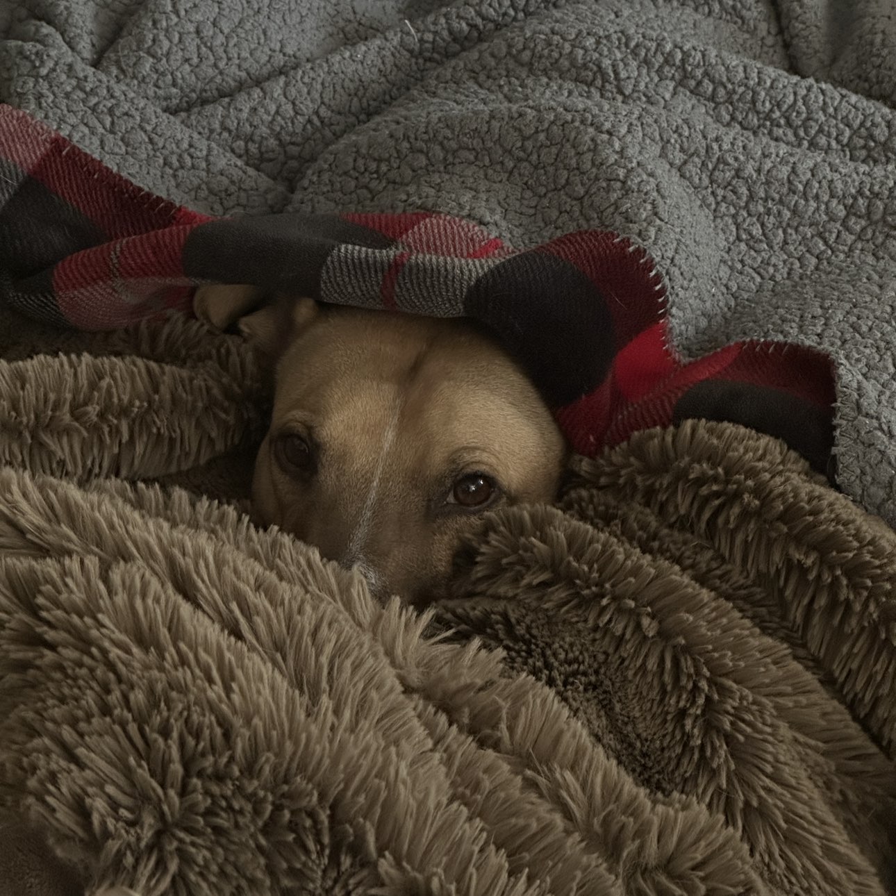 A picture of Clive, a 3 years 8 months old Other dog.