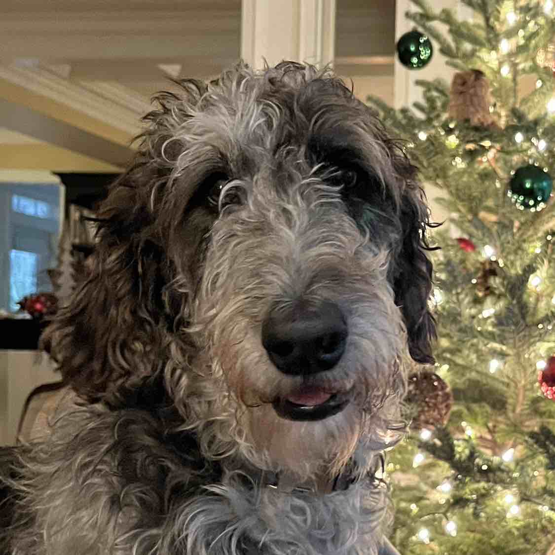 A picture of Willa, a 5 years 4 months old Other Mix dog.