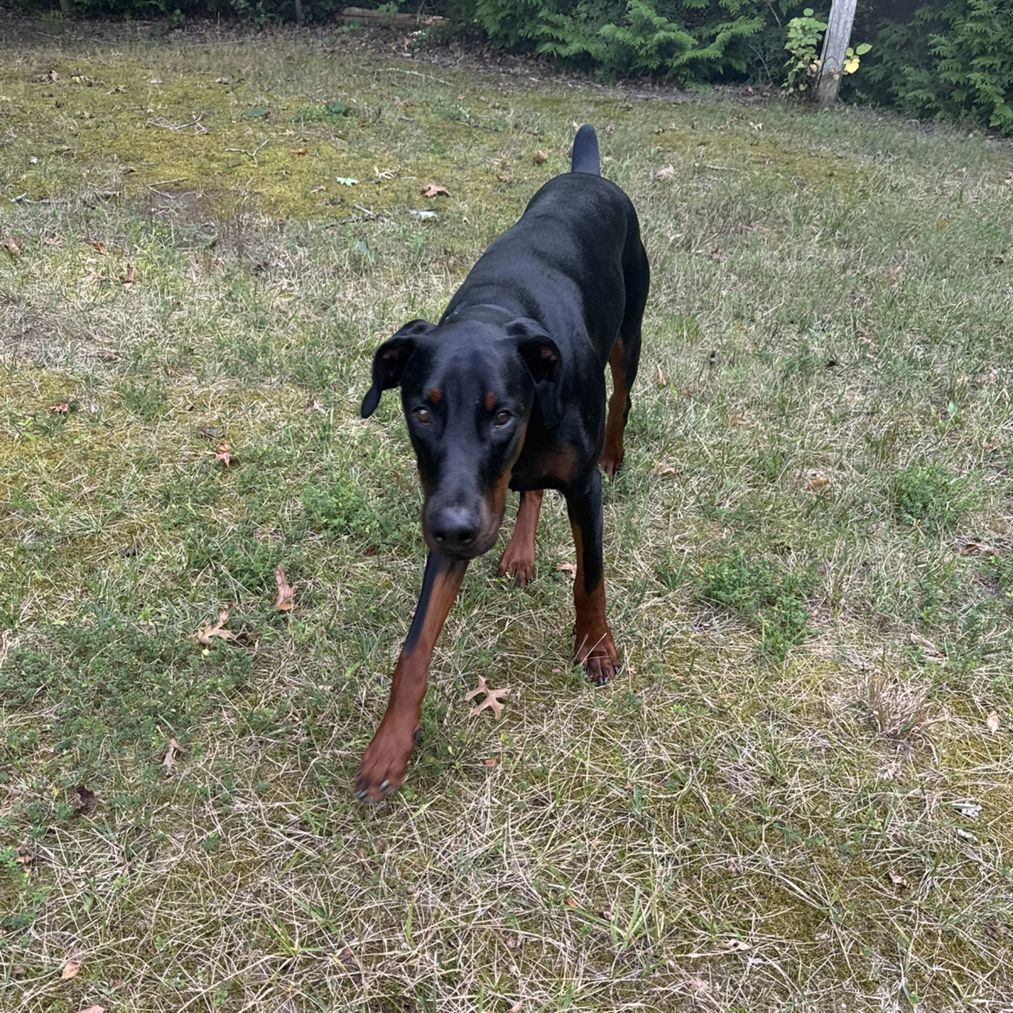 A picture of Toby, a 1 year 8 months old Other dog.