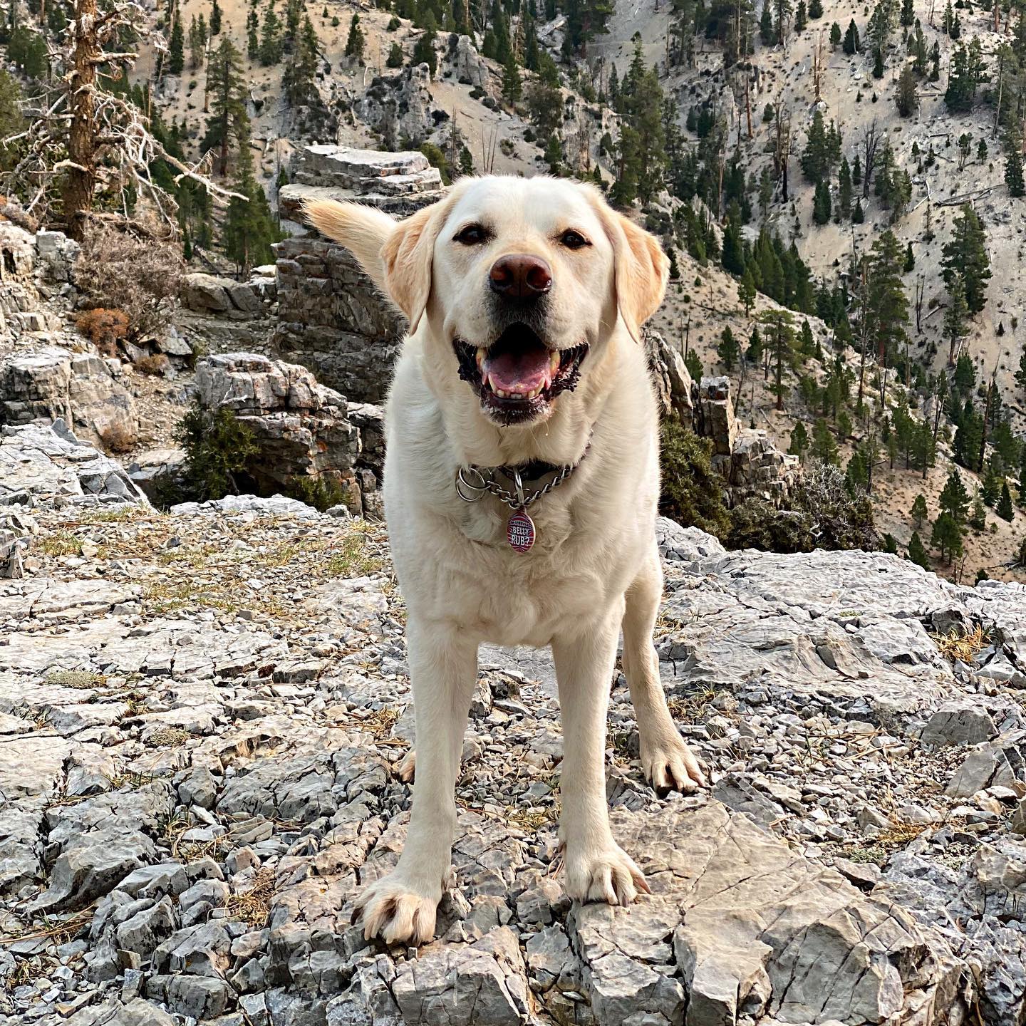 A picture of Lilyfee, a 9 years 6 months old Other dog.