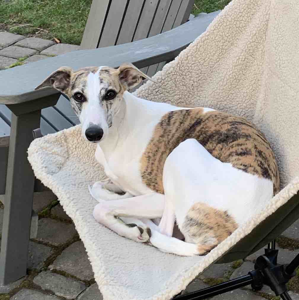 A picture of Ginny, a 5 years 1 month old Other dog.