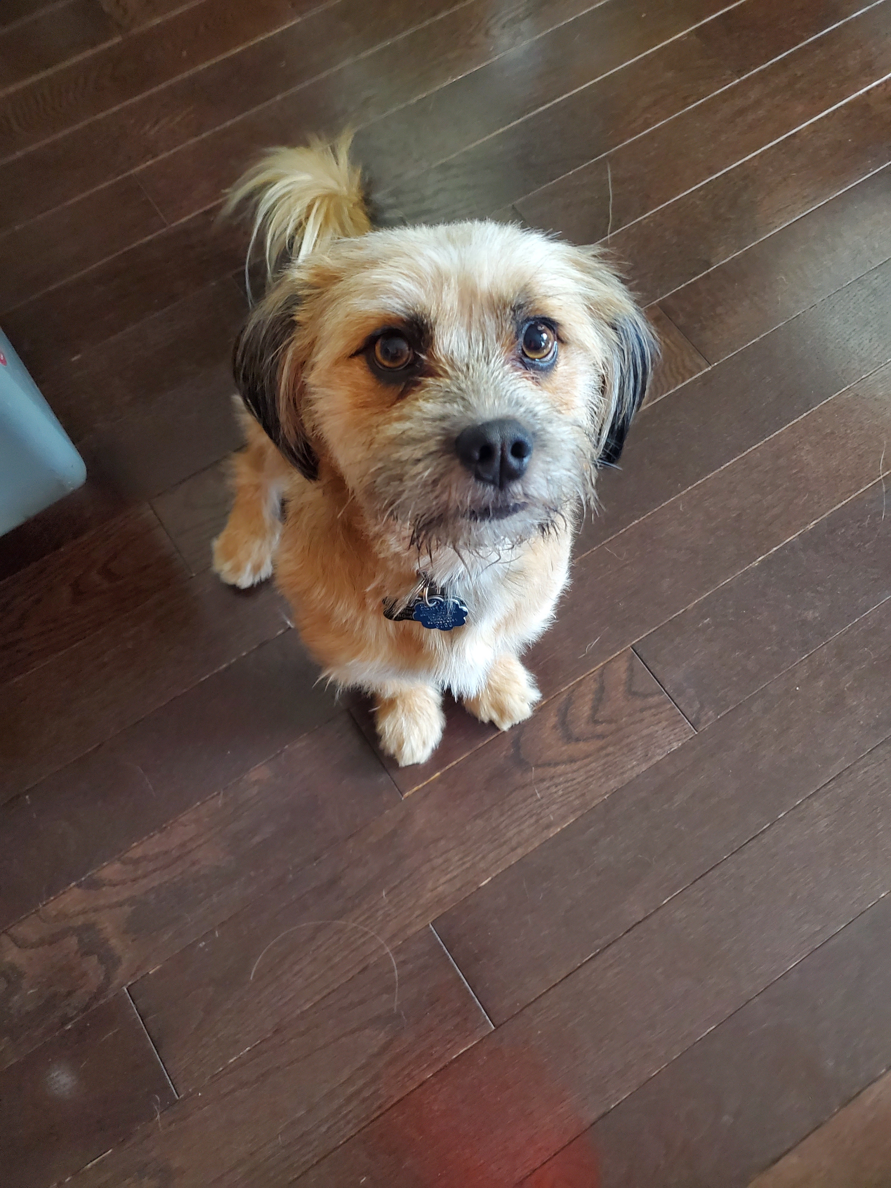 A picture of Beans, a 2 years 6 months old Other Mix dog.