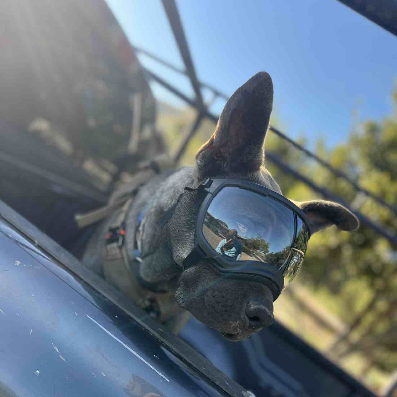 A picture of Oatlee, a 2 years old Other Mix dog.