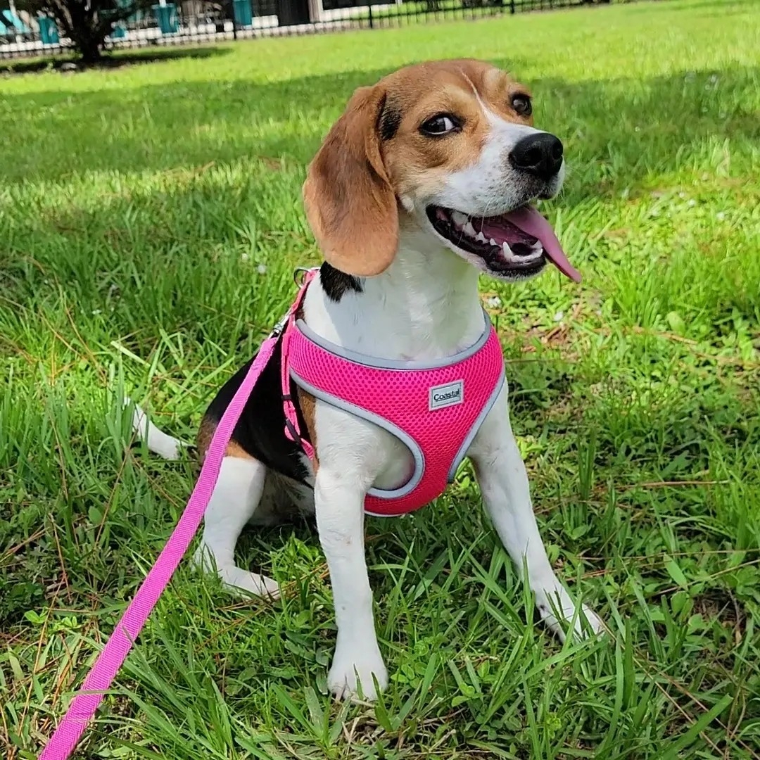 A picture of Brisa, a 3 years 9 months old Other dog.