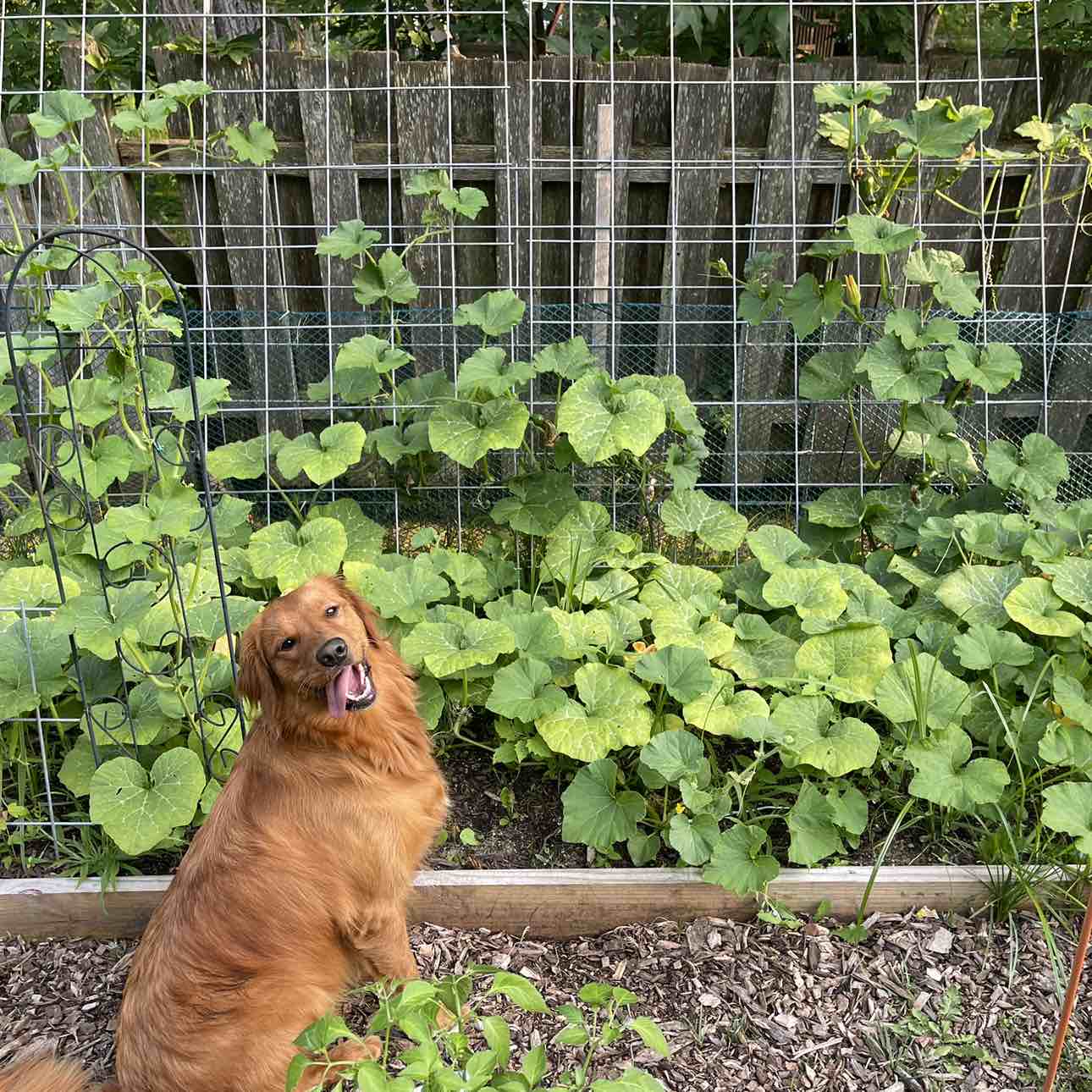 A picture of Canela, a 5 years 7 months old Other dog.