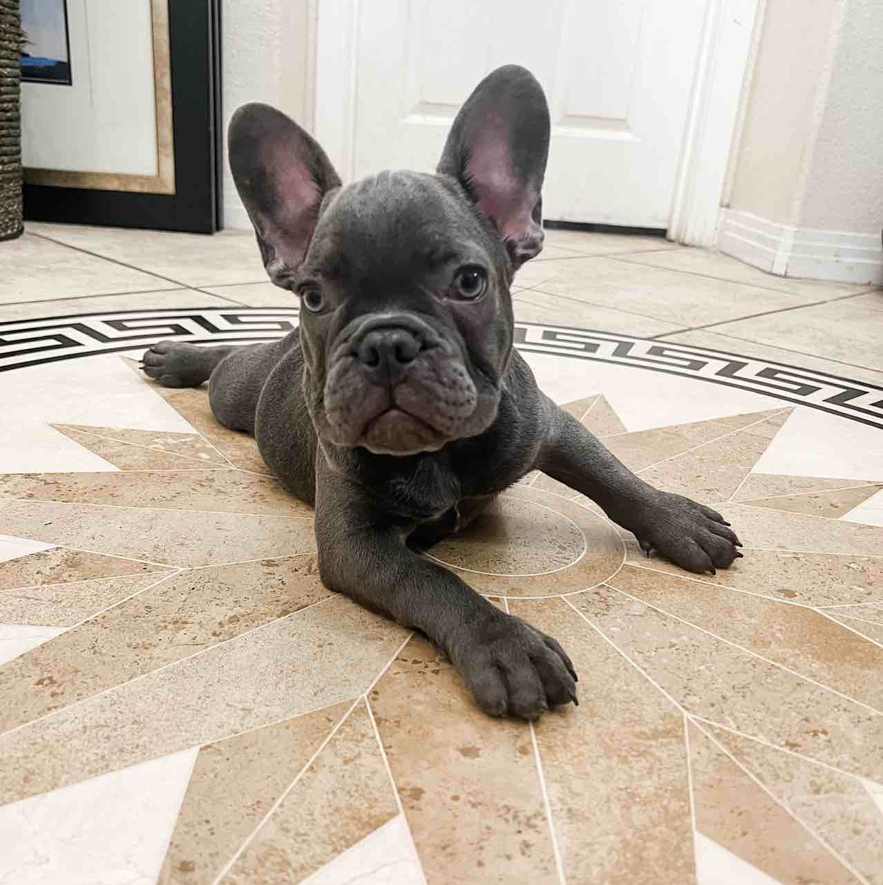 A picture of Zeus, a 3 years 1 month old Other dog.
