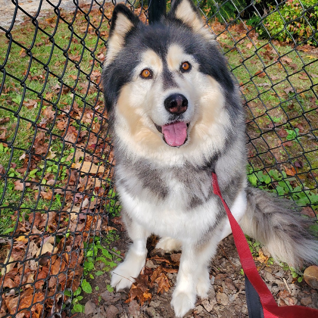 A picture of Nic, a 11 years 5 months old Other dog.