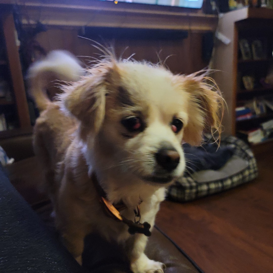 A picture of Maya aka Midget, a 14 years 1 month old Other Mix dog.