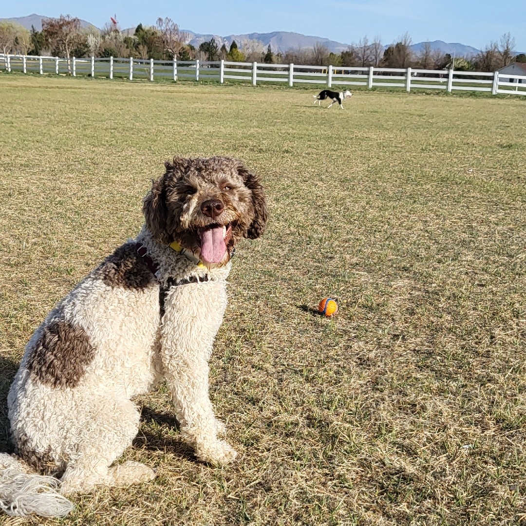 A picture of Enzo, a 4 years 7 months old Other dog.