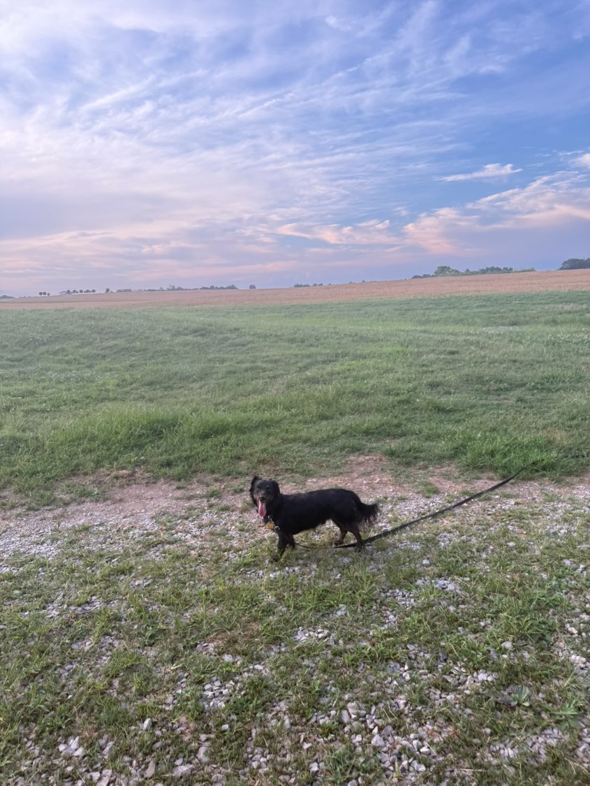 A picture of Beethoven, a 3 years 10 months old Other Mix dog.