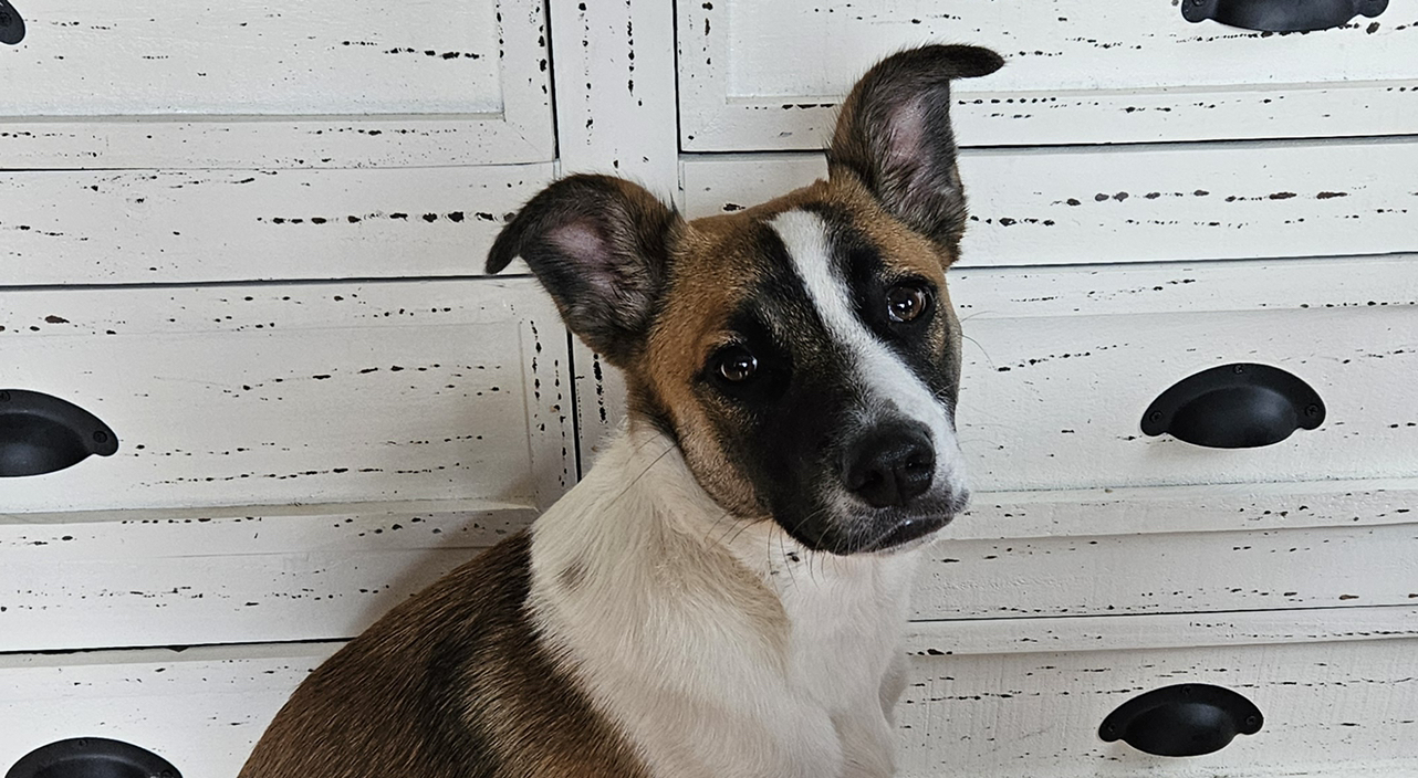 A picture of Walker, a 17 years 7 months old Other dog.