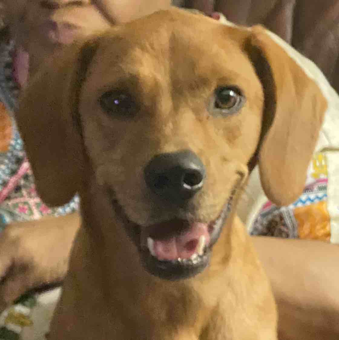 A picture of Lex Luthor, a 3 years 1 month old Other Mix dog.