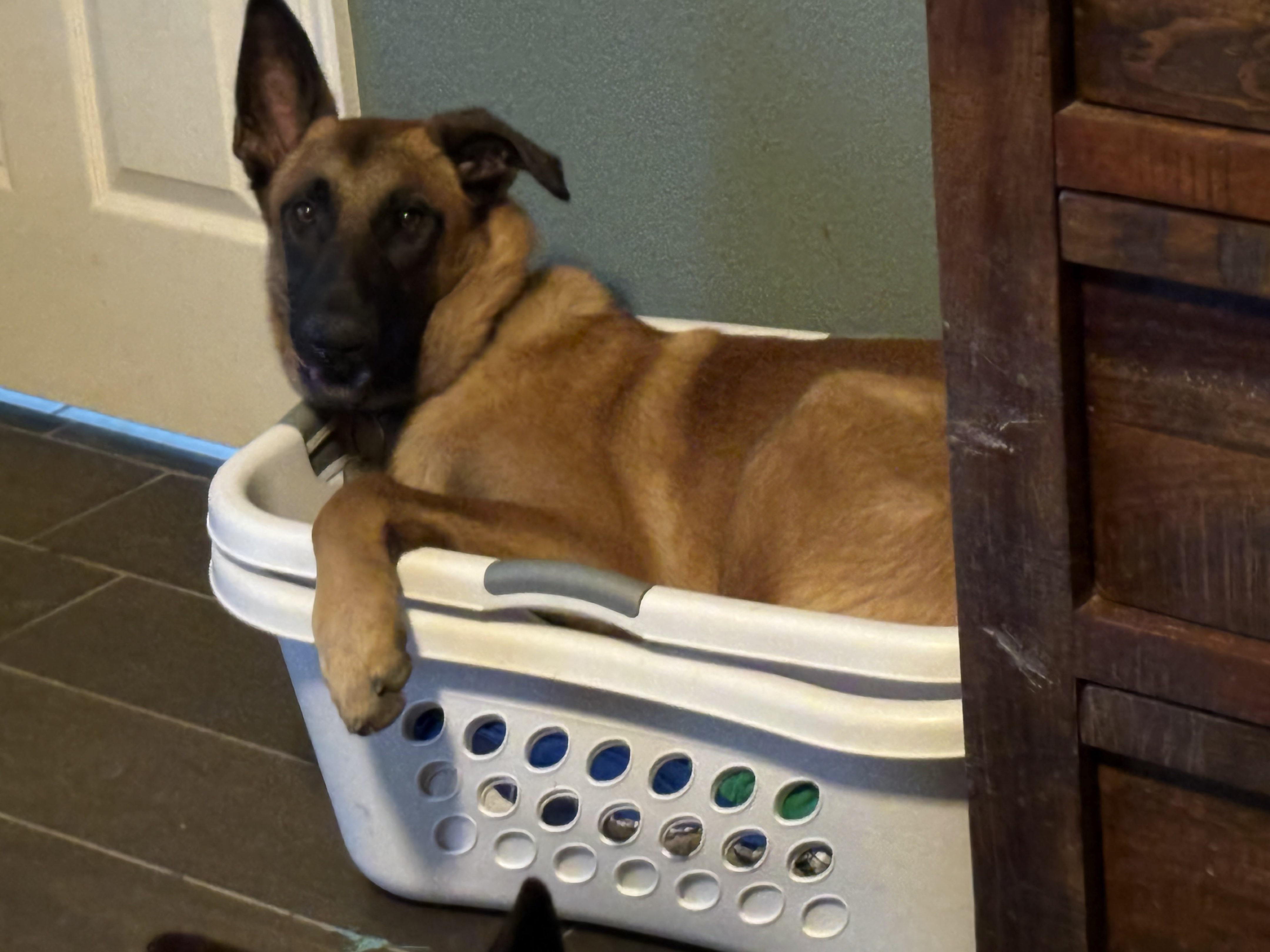 A picture of Colt, a 7 months old Other dog.