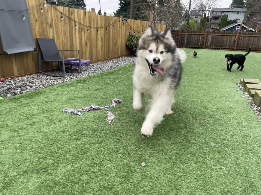 A picture of Lupo, a 3 years 5 months old Other dog.