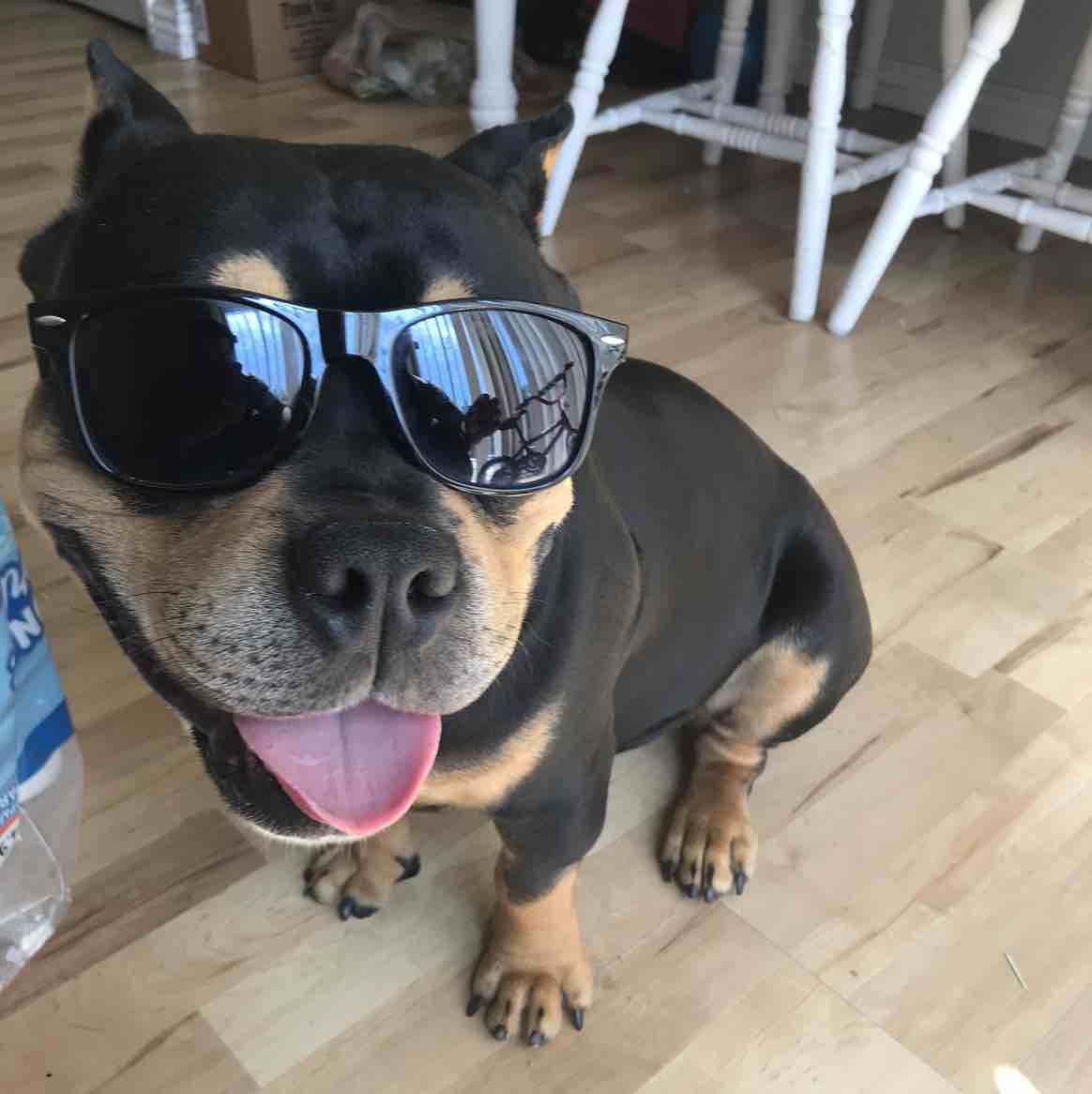 A picture of Damien, a 5 years 9 months old Other dog.