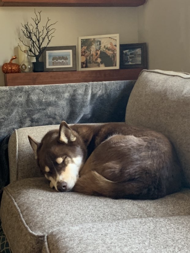 A picture of Loki, a 5 years 7 months old Other Mix dog.