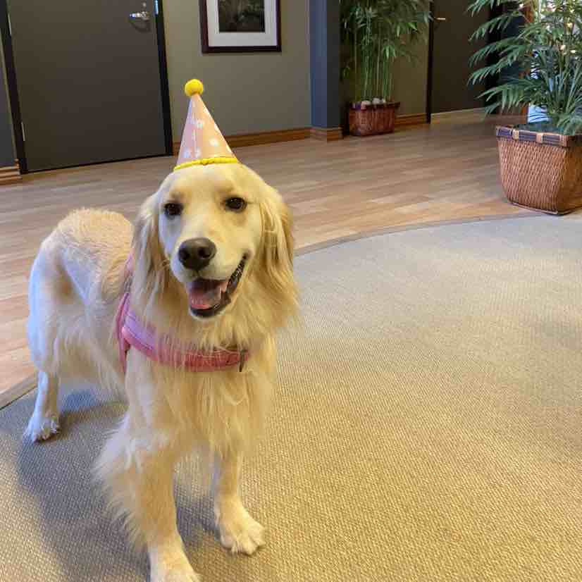 A picture of Cali, a 4 years 11 months old Other Mix dog.