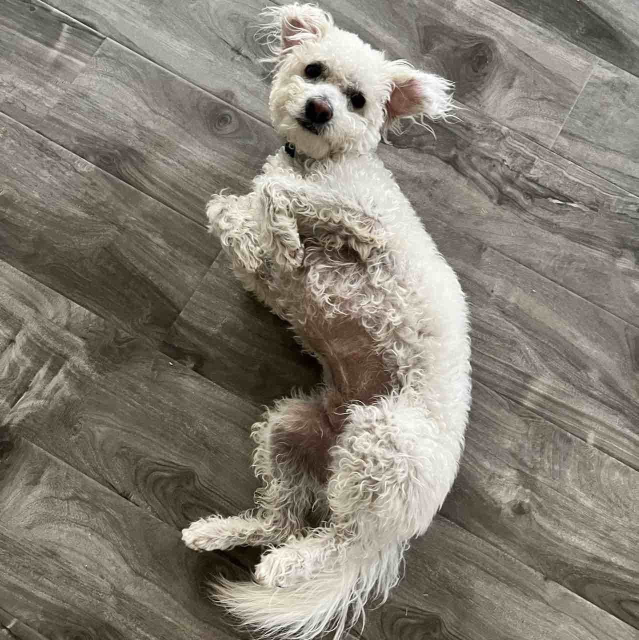 A picture of Pushok, a 4 years 5 months old Other dog.