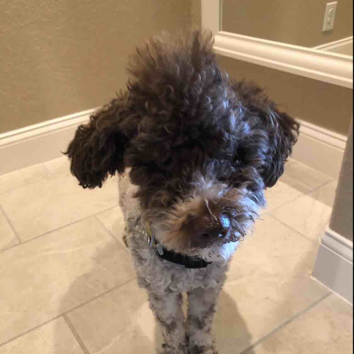 A picture of Corben Dallas, a 3 years 7 months old Other Mix dog.