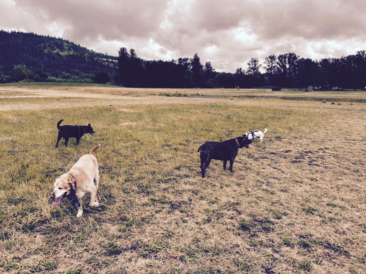 A picture of Fancy - Princess Of Snohomish County, a 1 year 11 months old Other dog.