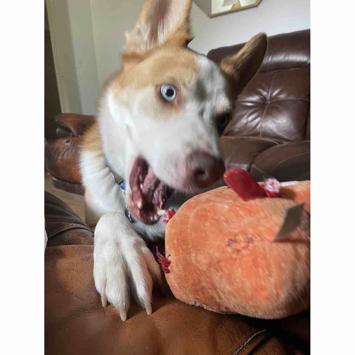 A picture of Neji, a 7 years 1 month old Other Mix dog.